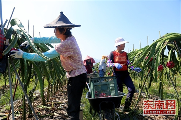 火龙果迎采摘旺季 漳浦“闽龙红”今年产值两千万元