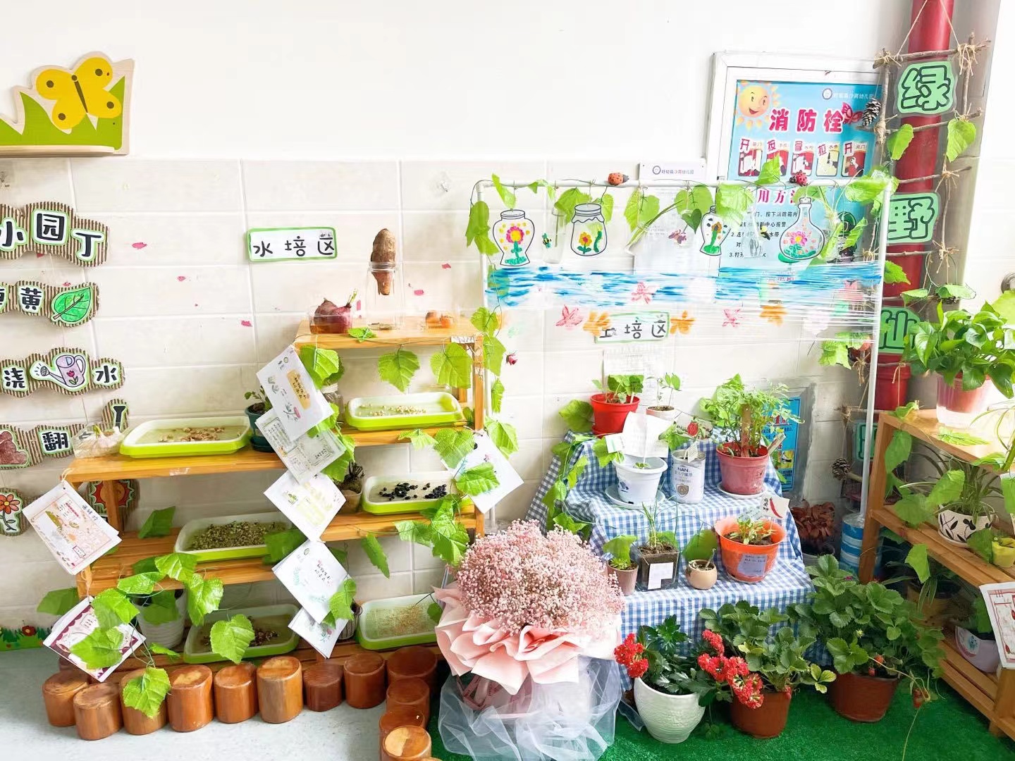 追逐自然，遇见美好——盱眙县沙岗幼儿园开展自然角评比活动