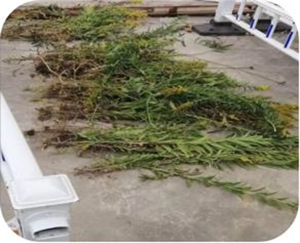 盱眙县实验小学防控清除“一枝黄花”