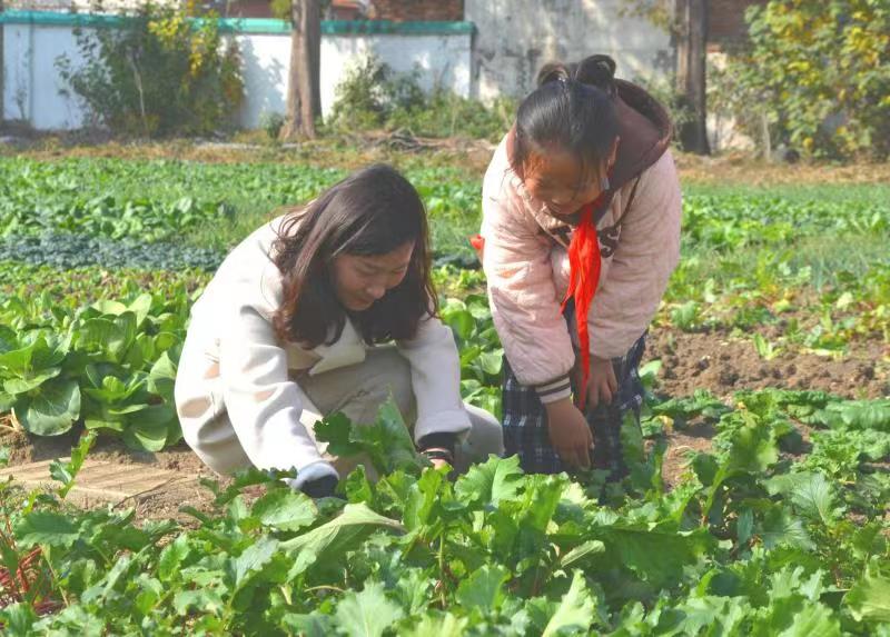 秋深渐入冬，种植园里采摘忙——盱眙县维桥中心小学开展劳动实践活动