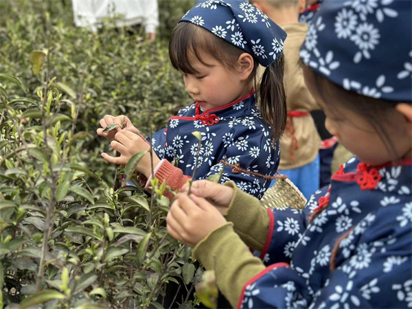 “雨生百谷，童趣采茶”——盱眙县旧铺幼儿园开展社会实践活动