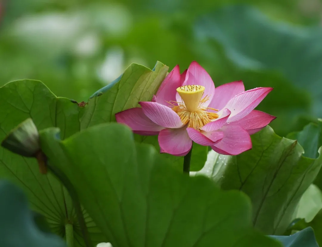 去金湖,看世界基尼斯之最