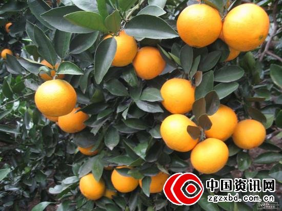 这个是六六大顺。肚脐很大。