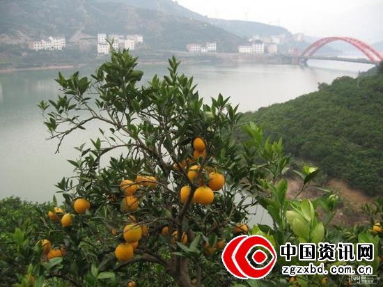 这棵是袁大哥兄弟家的,怎么还挂着个塑料袋?