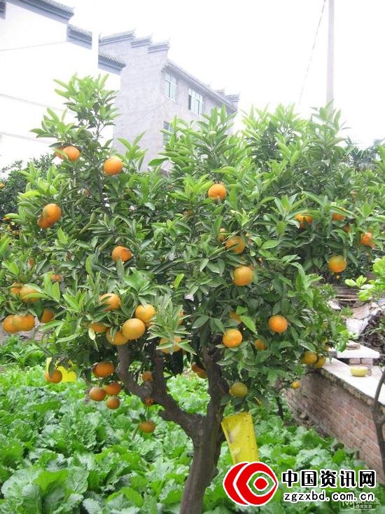 这里的人家应该叫做:香橙人家。