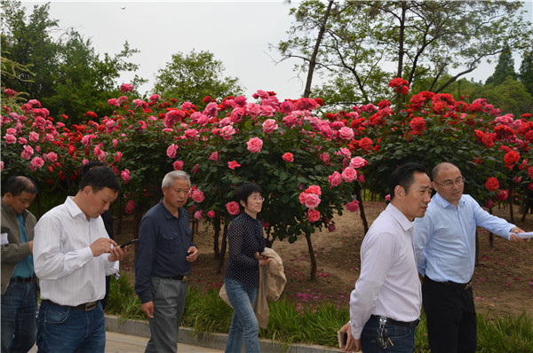 淮安荣膺世界月季洲际大会暨中国月季展多项大奖