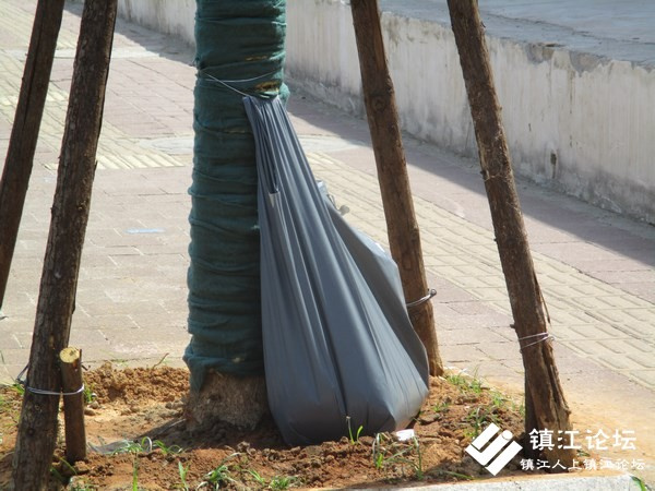 珍珠桥涵洞旁给行道树滴灌进行抢救复绿