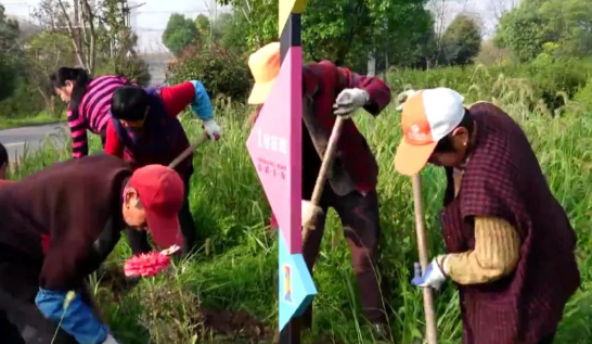 仪征文旅局：芍药花苗送进百姓家