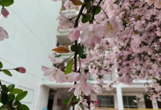 扬州维扬中学：春意酣然 年华正好（一）