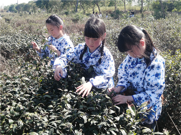 童寻春茶味 妙手制清芬——盱眙县三河实验小学开展雨山茶场劳动实践活动