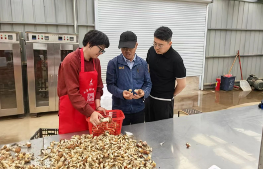  仪征刘集：专家助力打造特色菌菇小镇 