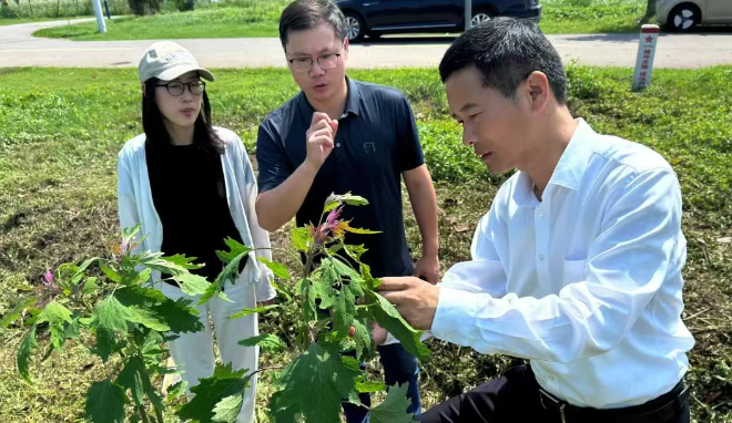 仪征枣林湾：园区主要领导查看程营村红藜试种情况