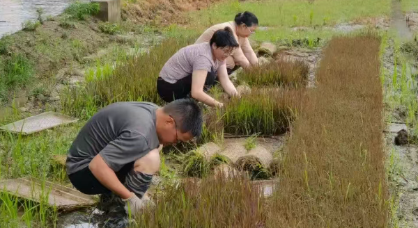 仪征市刘集镇白羊村：抢抓农时插秧忙