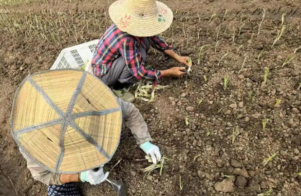 仪征市新集镇李营村：四季香葱规模化种植的首次实践
