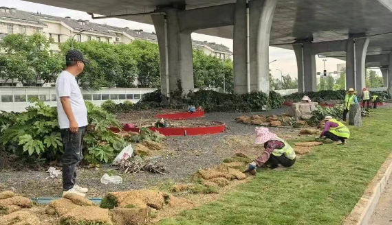 仪征交通运输局：桥下荒地披新绿 扮靓公路“风景线”