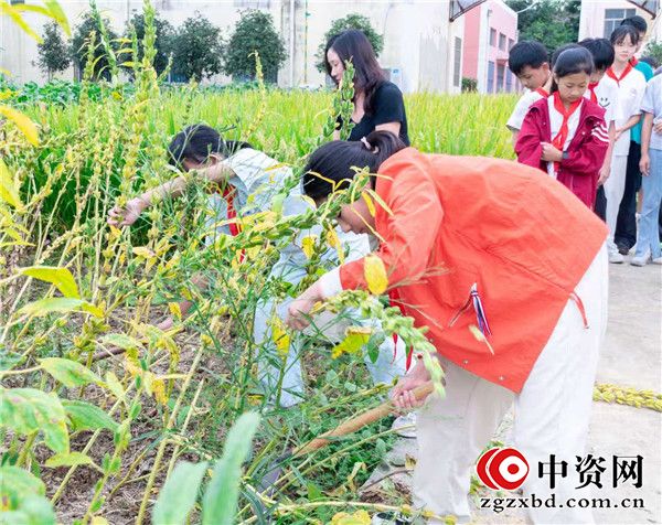 田间收芝麻 劳动砺童心——盱眙县穆店镇中心小学开展芝麻收割劳动实践活动