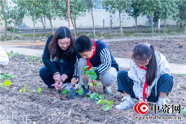 深耕劳动沃土  播种绿色希望——盱眙县穆店镇中心小学开展油菜种植劳动实践活动