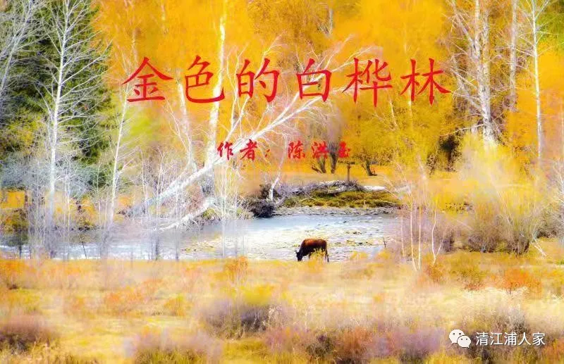 金色的白桦林